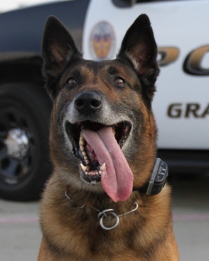 K9